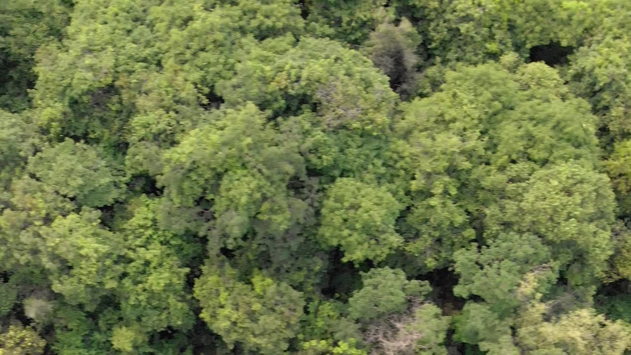 toma de drones de una jungla camboyana