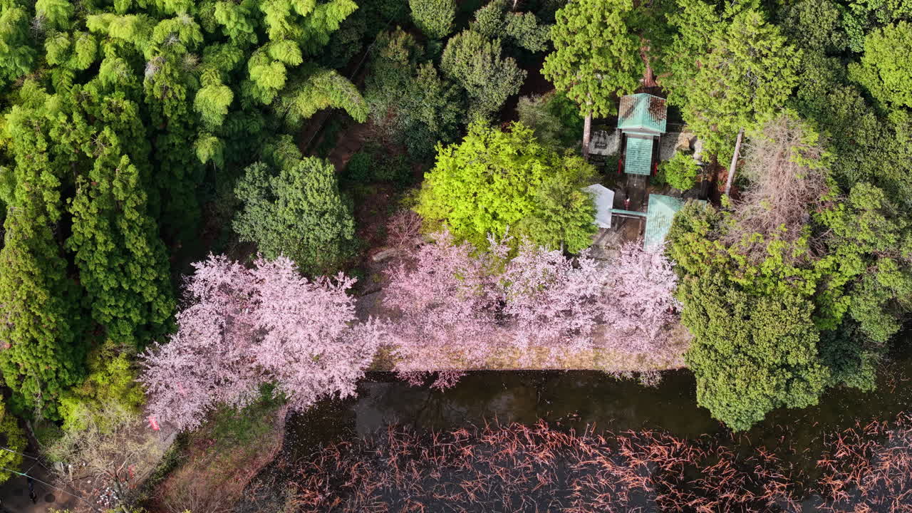 Aerial drone view of the cherry blossom trees in the Arashiyama district in Kyoto Japan in daylight
