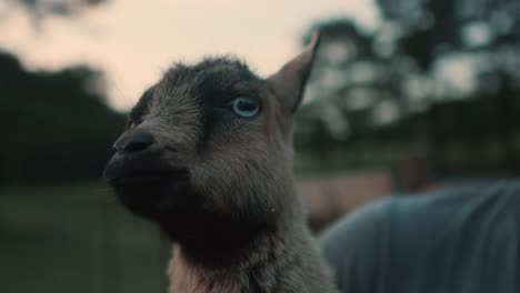 young caucasian farmer taking care of goat, portrait close up of characteristic farm lifestyle