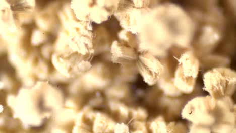 aspergillus y sus derivados