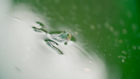 close up shot of small common european green frog floating in the water