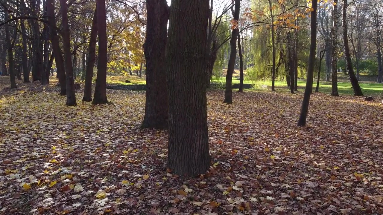 Foglie autunnali cadute nel parco
