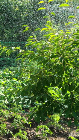 watering cherry trees in a garden