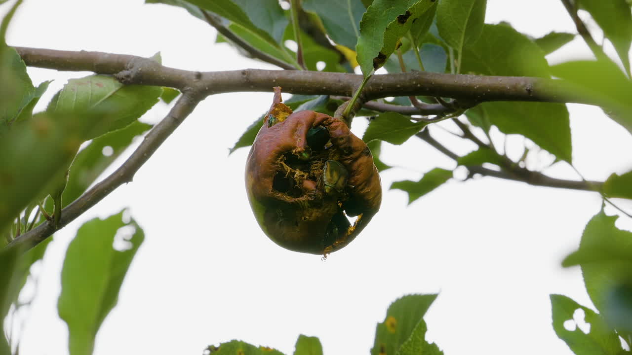 Coleotteri mangiafichi che mangiano una pera marcia mentre pende da un ramo d'albero a fine estate