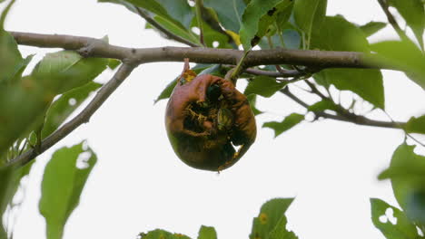 escarabajos figeater comiendo una pera podrida mientras cuelga de una rama de árbol a fines del verano