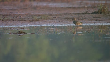 Grünflügelente-Oder-Blaugrünente-Im-Teich-Am-Morgen