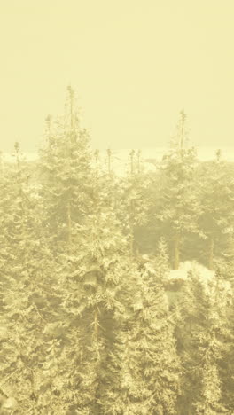 snow covered trees in a foggy forest