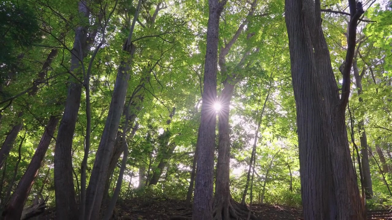 Sun Peaking Through Trees, Mountains of Hokkaido Japan