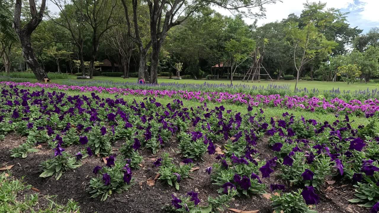 caminando junto a filas de flores púrpuras vibrantes.