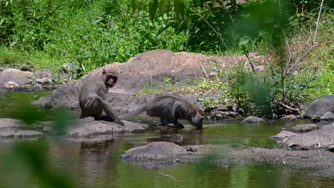 the long-tailed macaques are the easiest monkeys to find in thailand as they are present at temple complexes, national parks, and even villages and cities