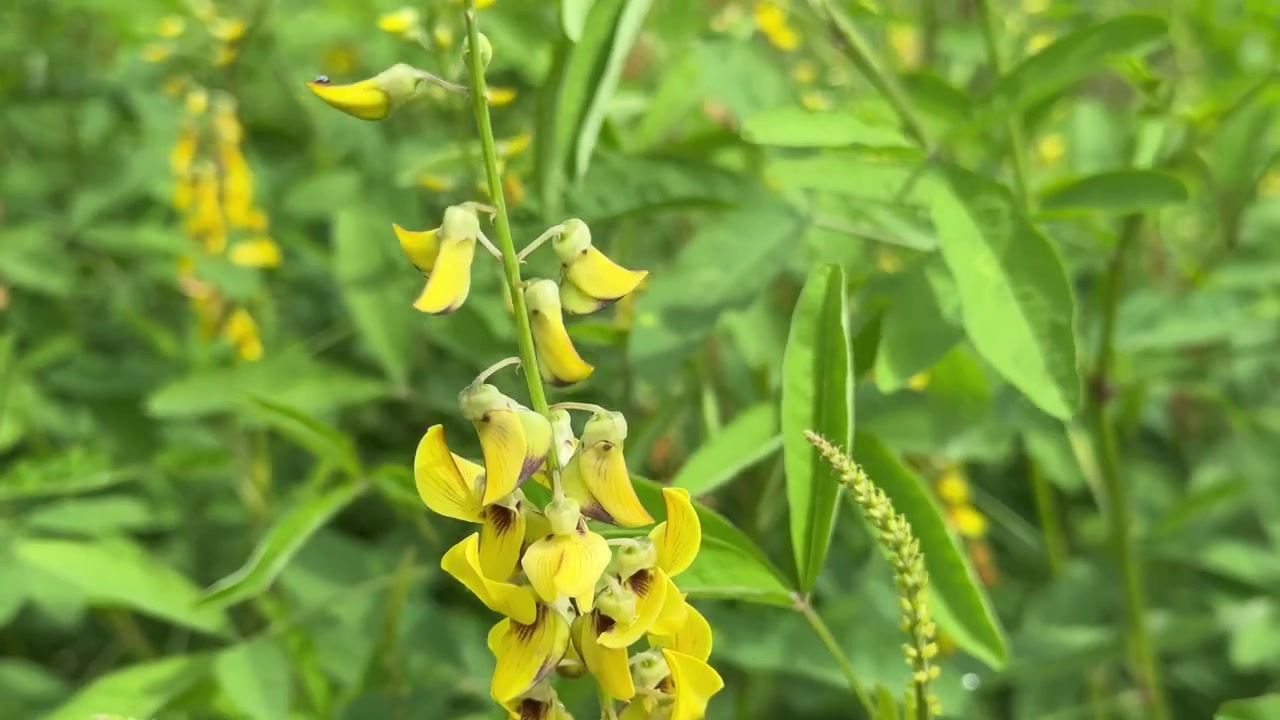 Close-up of Yellow Flowers Swaying Gently in a Green Field