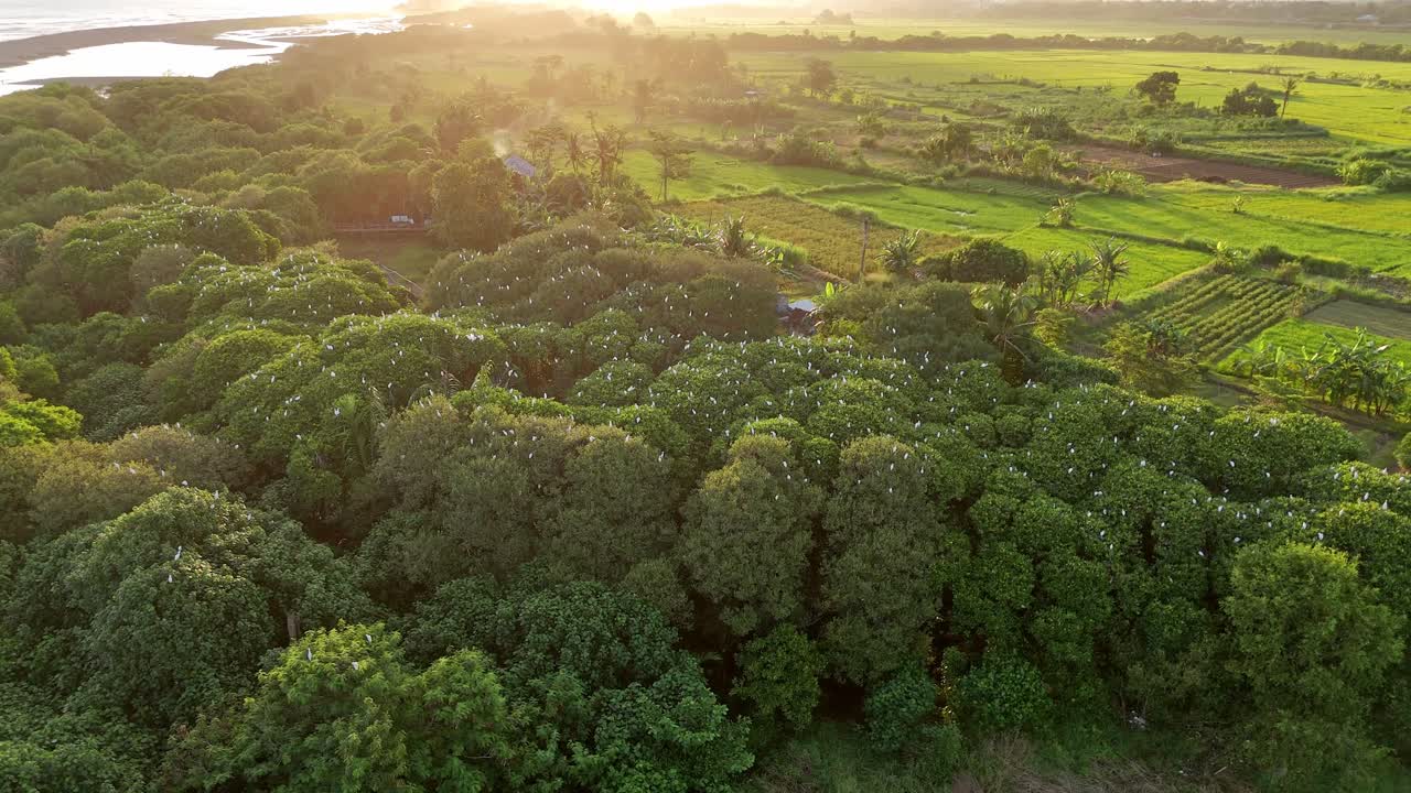 Green Indonesian trees with white birds during sunset, aerial view