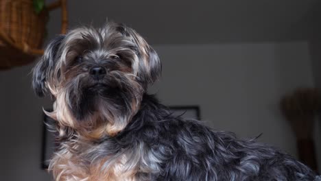 Pelziger-Yorkie-hund-Mit-Niedrigem-Winkel,-Der-Den-Kopf-Aufmerksam-Kippt---Yorkshire-Terrier-Drinnen