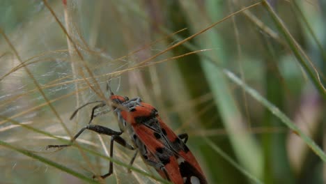 Extreme-Nahaufnahme-Profilaufnahme-Eines-Kleinen-Milkweed-Käfers-Auf-Magerem-Grünem-Gras-Im-Freien,-Zeitlupe