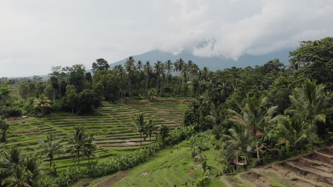 bali - drone de campo de arroz
