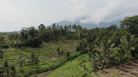 bali - drone de campo de arroz