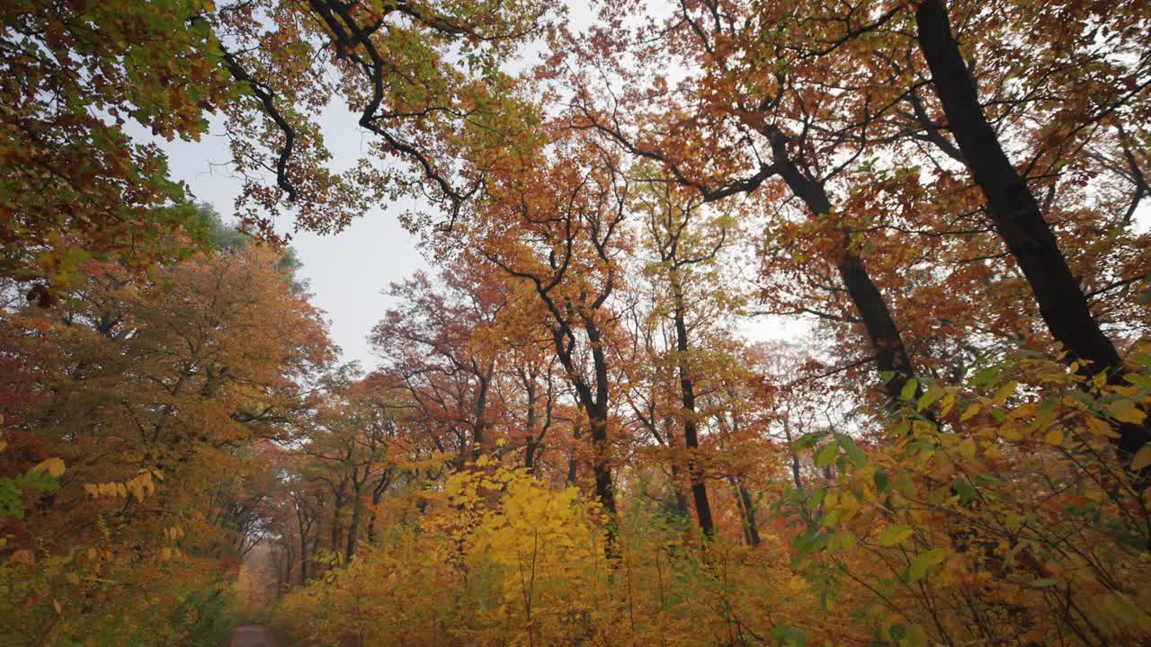 A walk in the autumn forest along the narrow trail between the slender trees