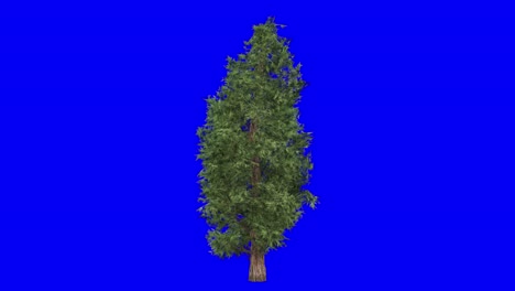 3d eastern red cedar with wind effect on blue screen 3d animation