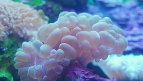 Beautiful-bubble-coral-in-the-coral-reef-underwater