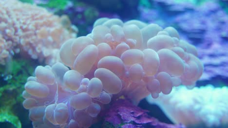 hermoso coral burbuja en el arrecife de coral bajo el agua