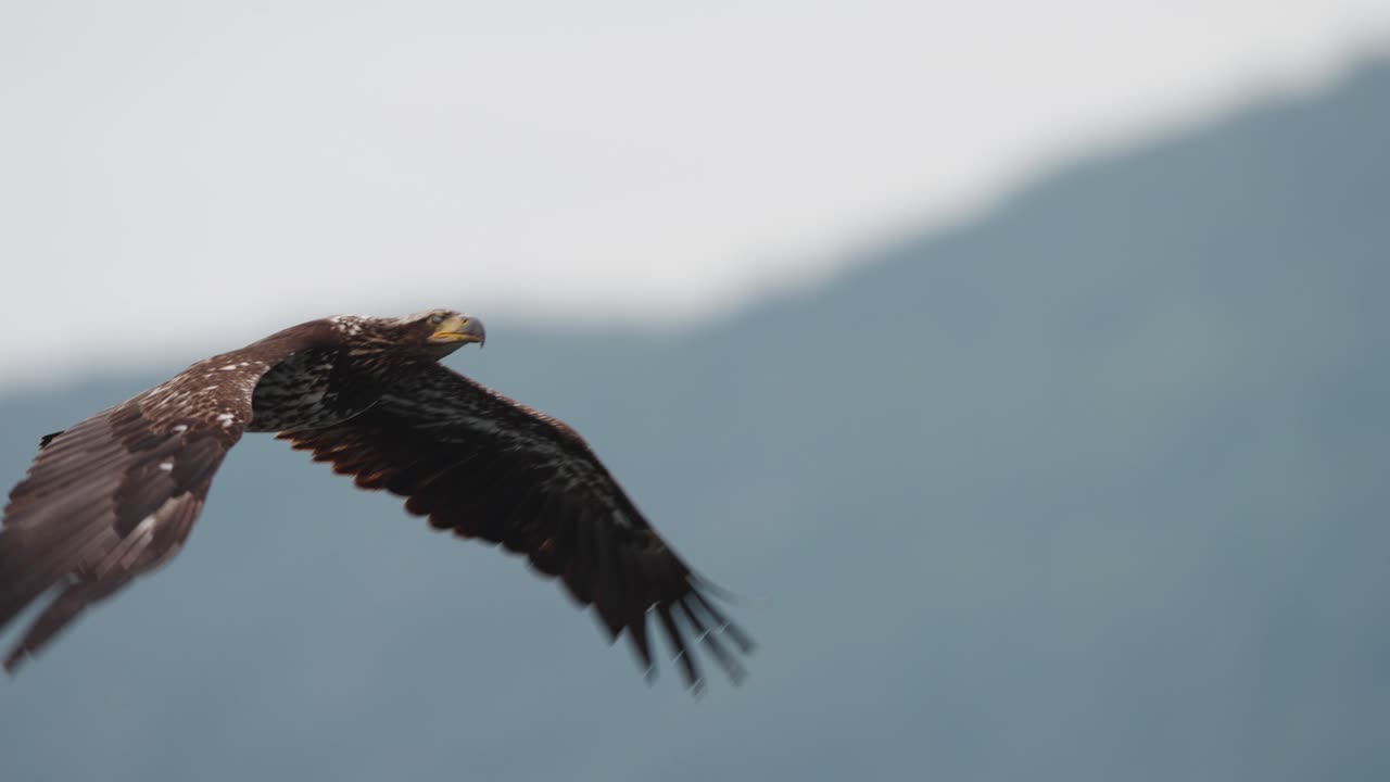 An eagle flying in slow motion looking for food over the ocean in Canada