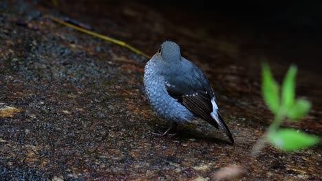 this female plumbeous redstart is not as colourful as the male but sure it is so fluffy as a ball of a cute bird