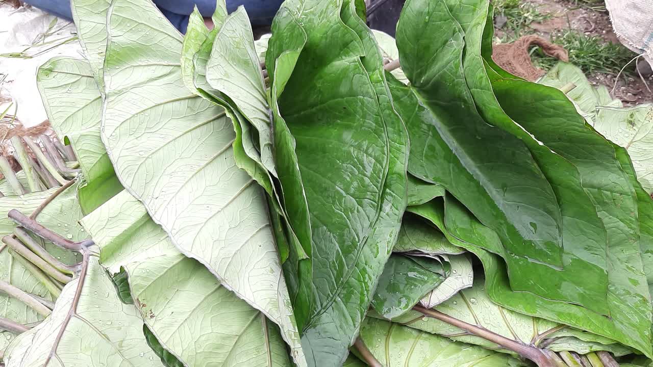 poti k paan alu vadi u hojas de colocasia al vapor