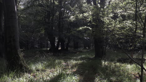 Ruhiger-Wald-Mit-Sonnenlicht,-Das-Durch-Die-Spitze-Scheint