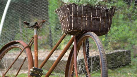 rusty vintage bike used as a basket herb garden