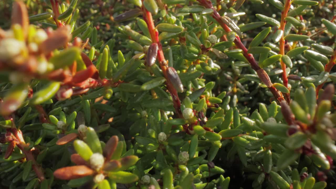 tundra ártica. empetrum es un género de tres especies de arbustos enanos de hoja perenne de la familia ericaceae. son comúnmente conocidos como arándanos y tienen frutos comestibles.