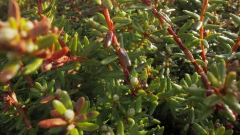 Tundra-Artica.-Empetrum-Es-Un-Género-De-Tres-Especies-De-Arbustos-Enanos-De-Hoja-Perenne-De-La-Familia-De-Los-Brezales-Ericaceae.-Se-Les-Conoce-Comúnmente-Como-Arándanos-Y-Dan-Frutos-Comestibles.