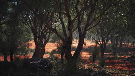 red-sand-bush-with-trees