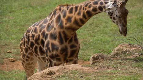 Tiere-Im-Zoo-95