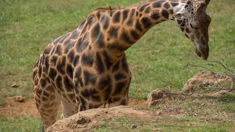 animales en el zoológico 95