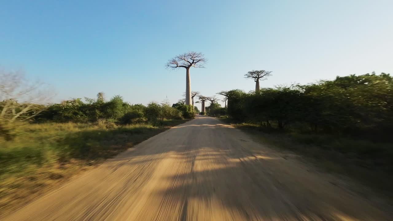 vuelo de drones de bajo fpv sobre una carretera polvorienta en la avenida de baobabs - morondava, madagascar en un día soleado