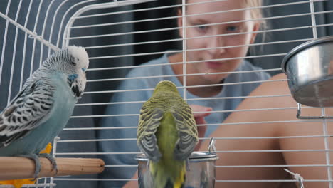 girl feeding parakeets in a cage