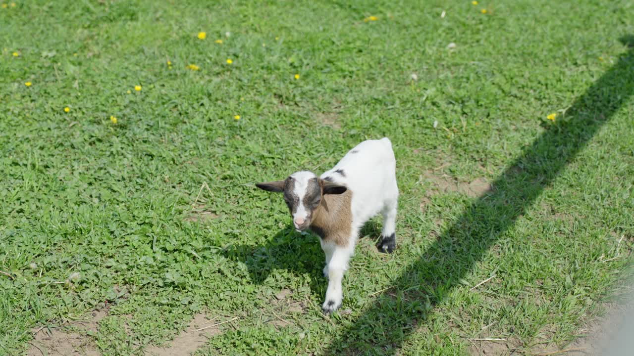Happy dwarf goat walks across green grassy field in bright spring sunshine