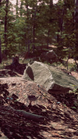 forest path with rocks and mushrooms