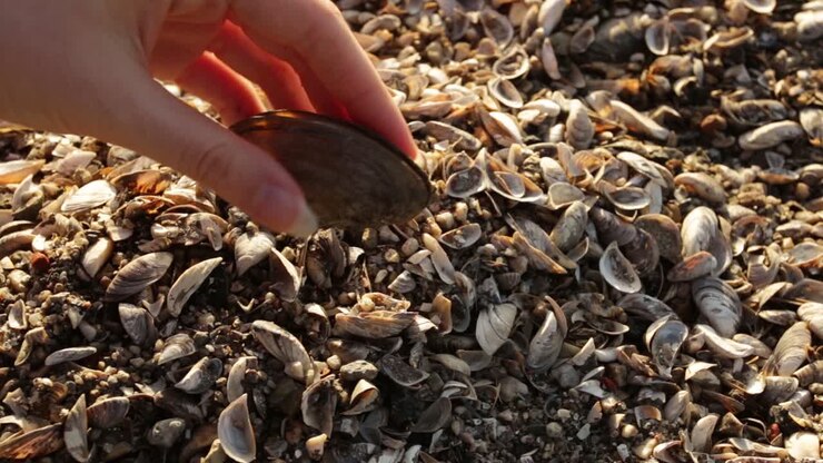 Femal hand picking a mussel from lots of dead mussels shells