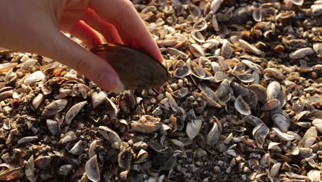 mano femenina recogiendo un mejillón de un montón de conchas de mejillones muertos