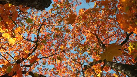 animation of multiple leaves falling over green forest