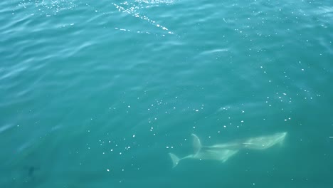 Manada-De-Delfines-Nadando-A-Través-Del-Océano