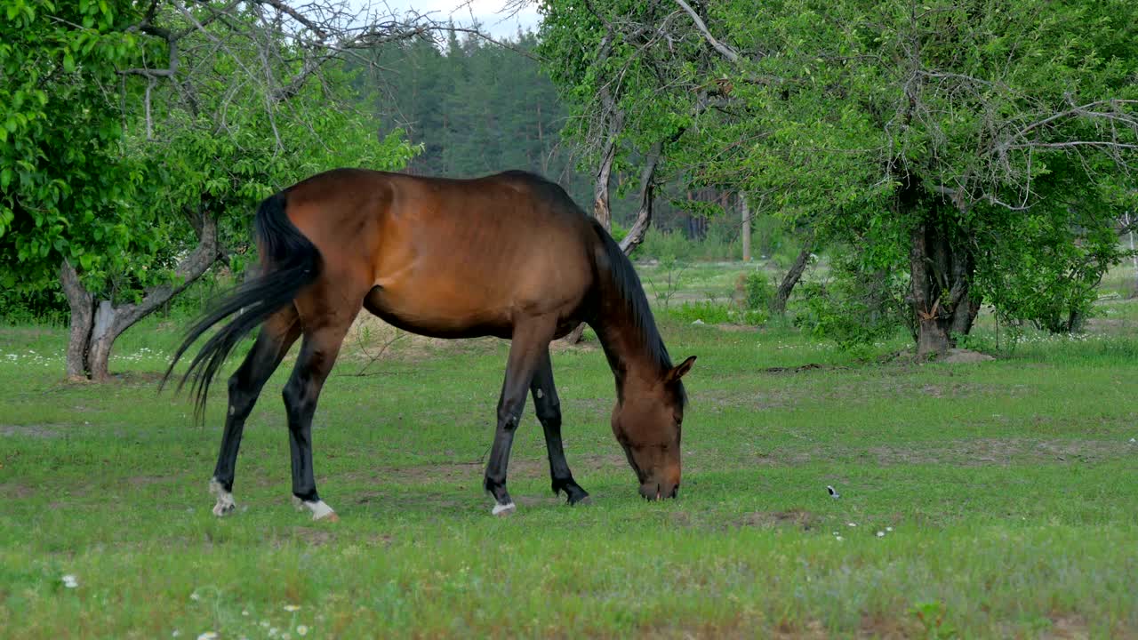 아름다운 갈색 말 한 마리가 초록 잔디에서 먹이를 먹고 있다.