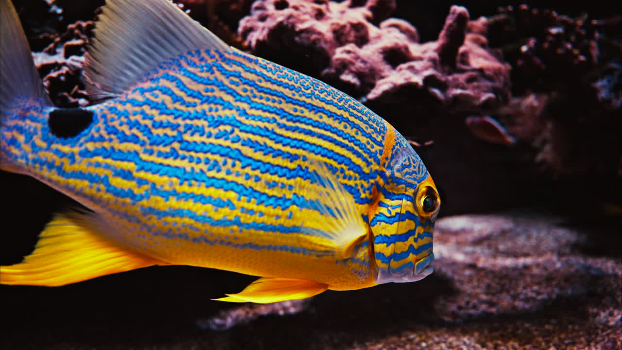 Close up of a sailfin snapper fish swimming near coral reefs