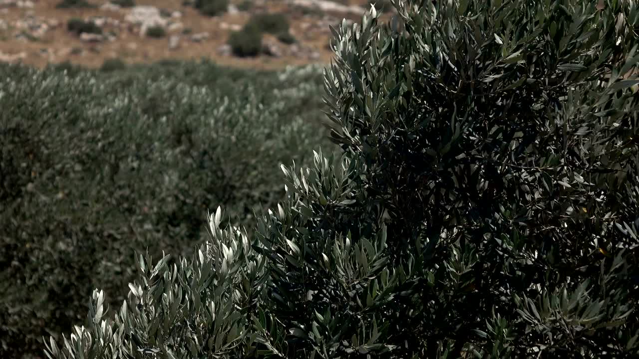 바람 에 부서지는 올리브 가지 들 의 단단 한