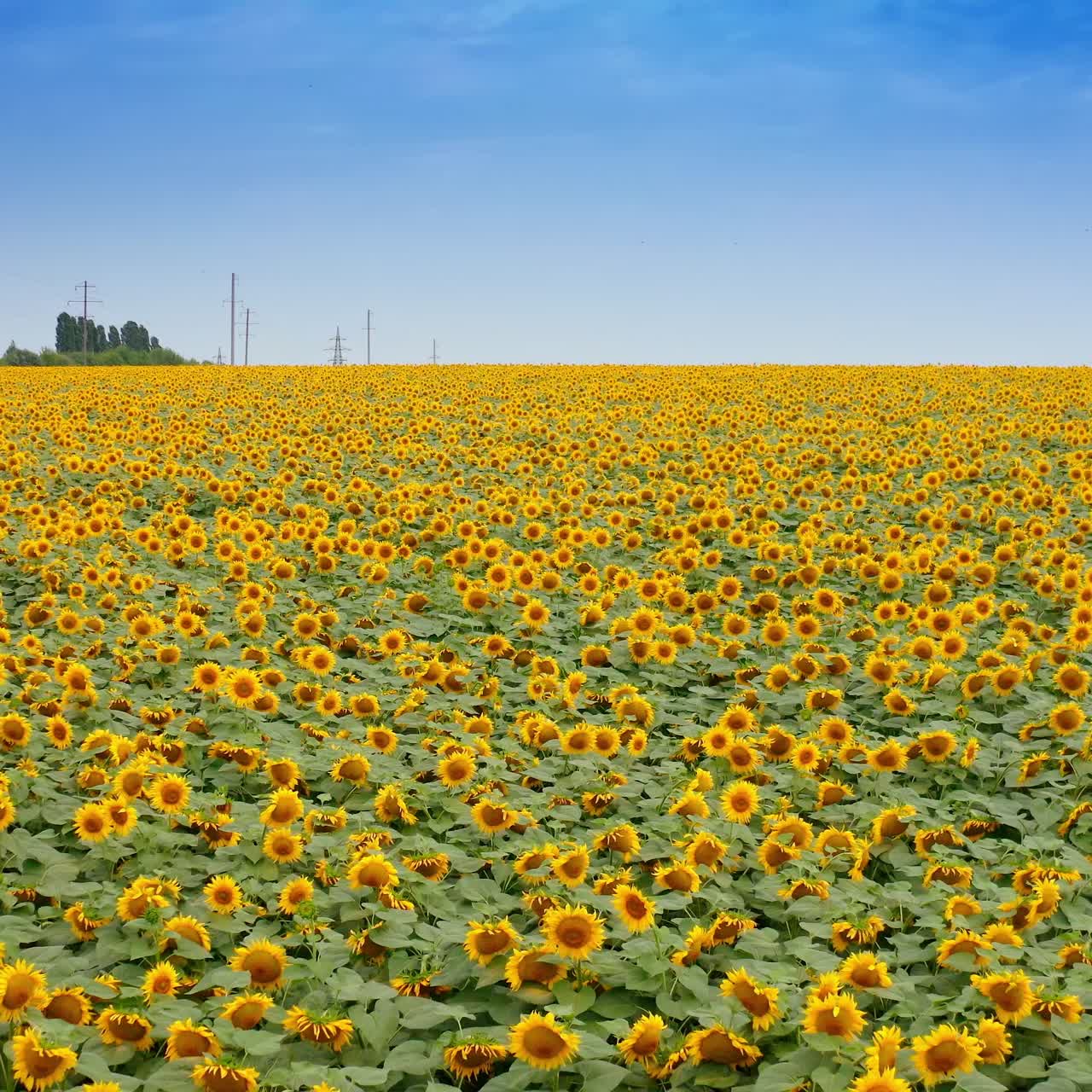 Horizon of yellow sunflowers under blue sky. Beautiful sunny flowers on field. Agriculture landscape of blooming sunflowers in summer. Motion camera back