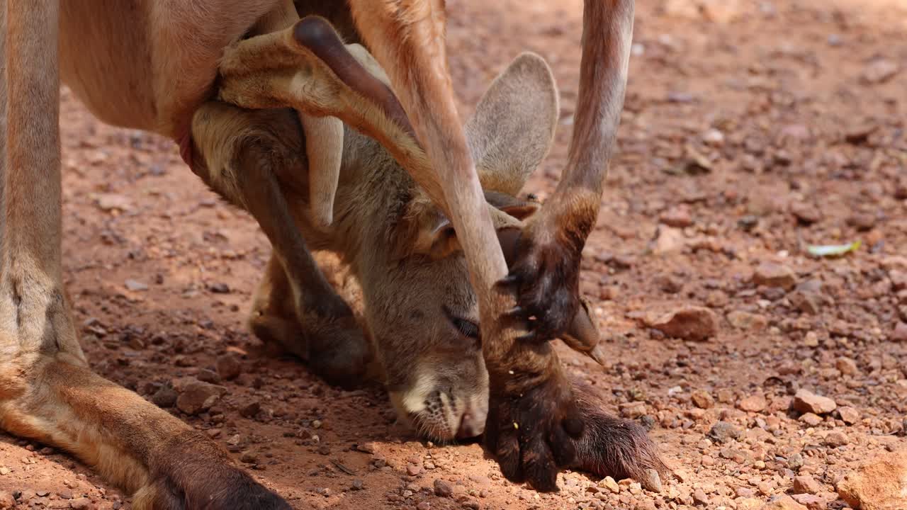 dos canguros comiendo, interactuando suavemente entre sí
