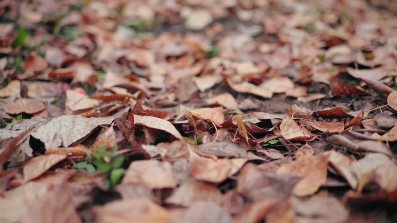 Fallen yellow leaves covering ground in quiet forest path, soft focus background, dry rustic carpet of autumn foliage creates tranquil seasonal mood, earthy textures and muted tones