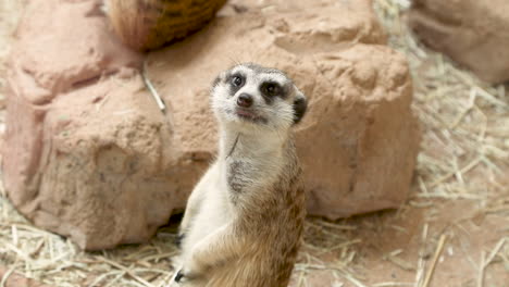 the meerkat or suricate is a small mongoose found in southern africa