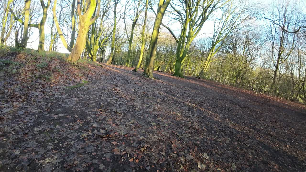 fpv 무인 항공기는 가을 광야를 검색하는 빛나는 일출 숲 숲 나무를 통해 비행